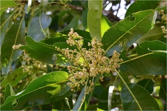 Buchanania axillaris